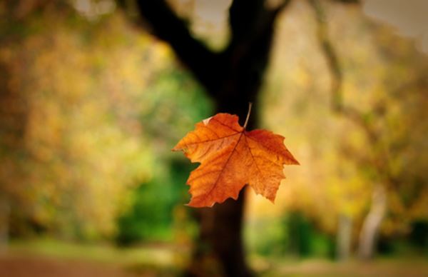 3 Life Lessons From A Falling Leaf